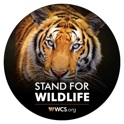 How DSWF is Protecting & Saving Tigers